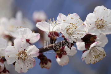 杏花 春天的花朵