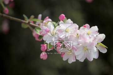 春天的花 西府海棠