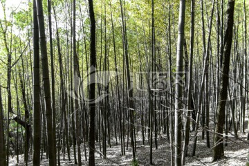 苏州木渎灵岩山竹林