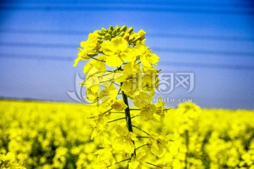 同里油菜花