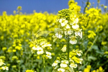 同里油菜花