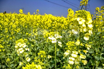 同里油菜花