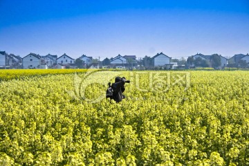 苏州同里油菜花