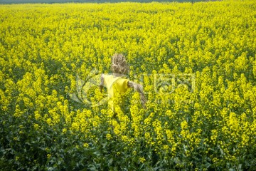 苏州同里油菜花