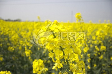 苏州同里油菜花