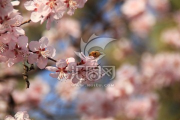 樱花与蜜蜂