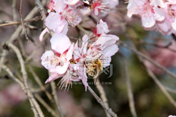 樱花与蜜蜂