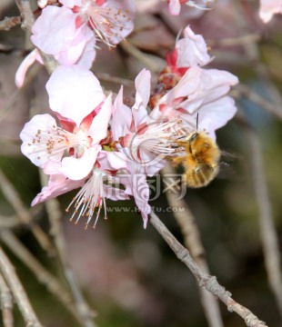 樱花与蜜蜂