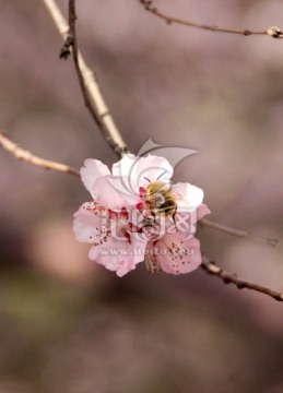 樱花与蜜蜂