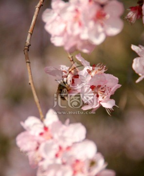 樱花与蜜蜂