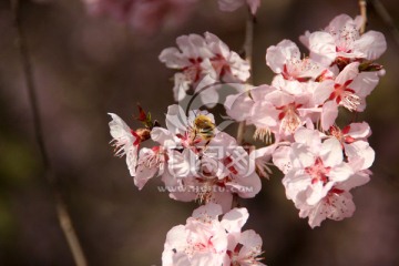 樱花与蜜蜂