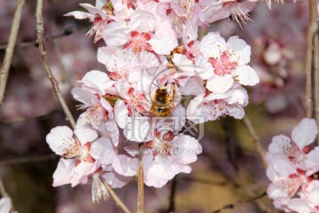 樱花与蜜蜂