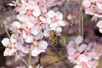 樱花与蜜蜂