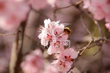 樱花与蜜蜂