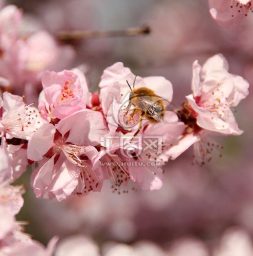 樱花与蜜蜂