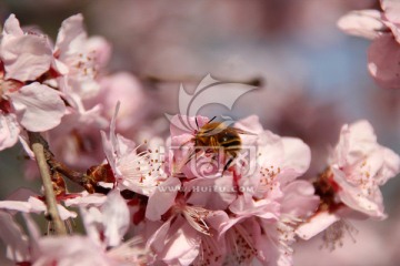 樱花与蜜蜂