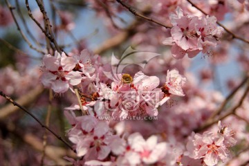 樱花与蜜蜂