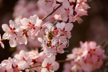 樱花与蜜蜂