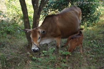 母子牛