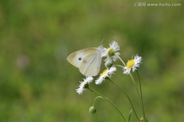 白色野花