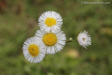 路边的野花