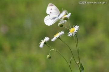 白色野花