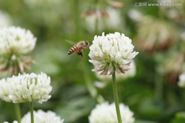 白色的野花