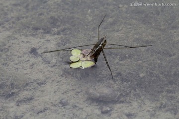 水生物