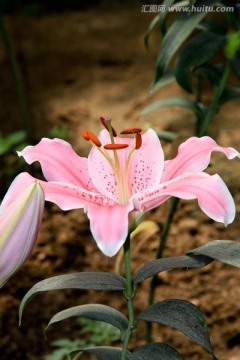 花圃里的粉色百合花