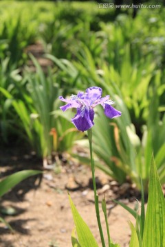 鸢尾花特写