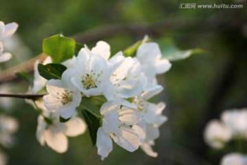 春之花 野生山丁花