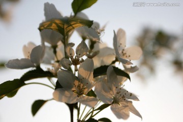 野生山丁子花