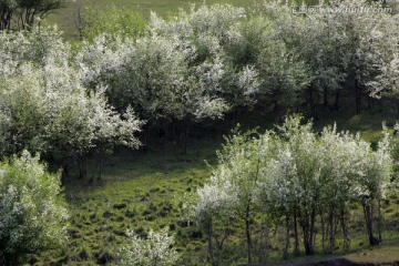 大兴安岭野生植物