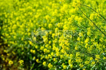 油菜花特写