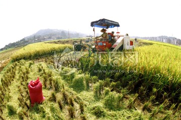 机械化收割水稻