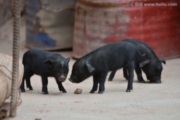 藏香猪幼崽苗猪