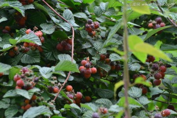 野果覆盆子树莓