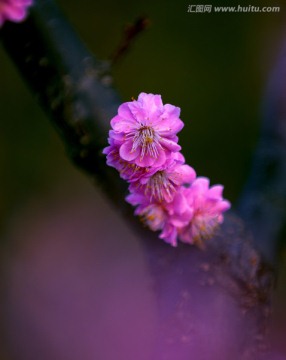 梦幻梅花