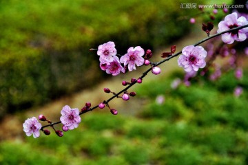 梅花飘逸