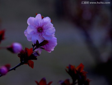 梦中的梅花