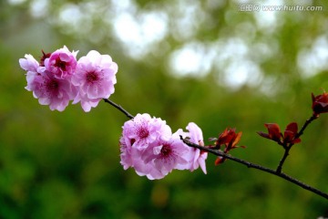 梅花盛开在梦幻春天