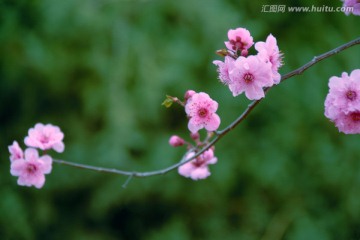 梅花报春