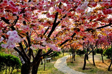 樱花林中小路