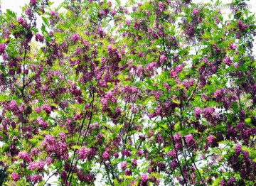 紫洋槐