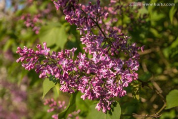 紫色丁香花