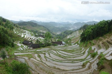 紫鹊界梯田