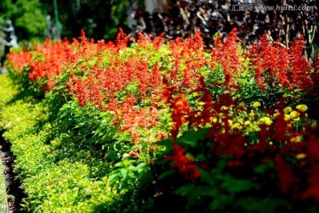 一串红 花海