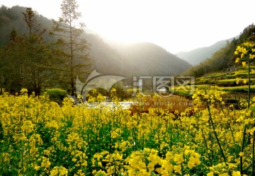 石谭油菜花