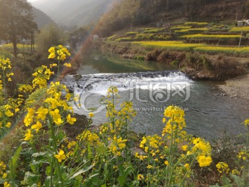 安徽石谭油菜花