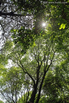 阳光树林